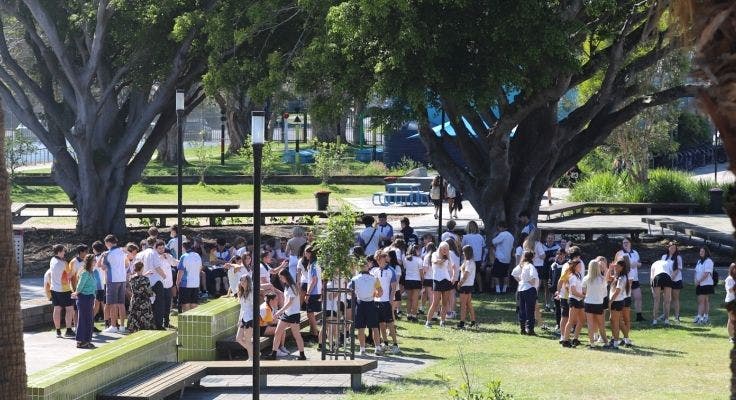 Distance photo of a large gathering of students standing and talking in the playground beneath two large fig trees